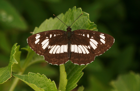 Schwarzer Trauerfalter (Neptis rivularis) - © Emanuel Trummer